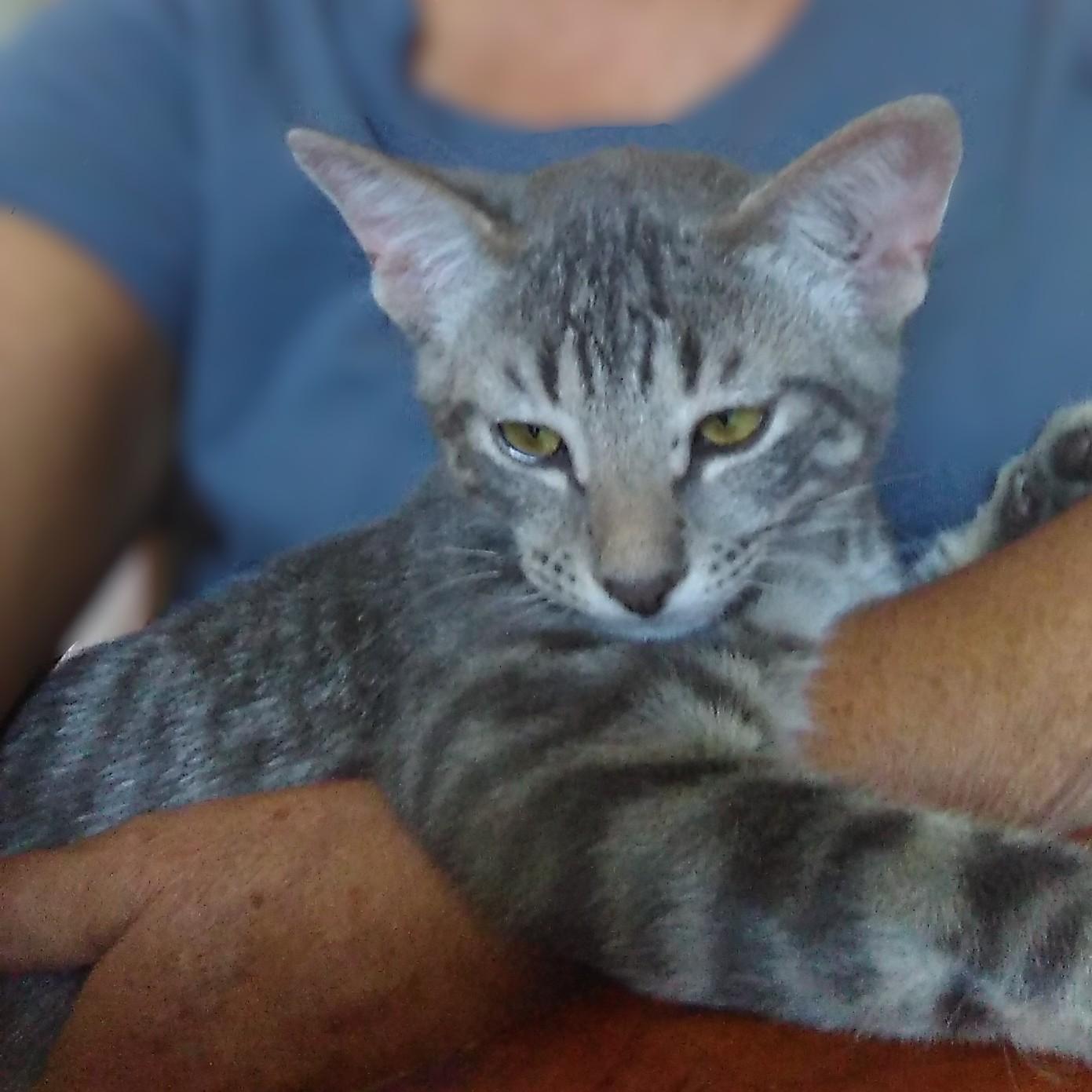 Enlarge Smokey, a Adoptable Domestic Short Hair in Allen, TX image 6/6