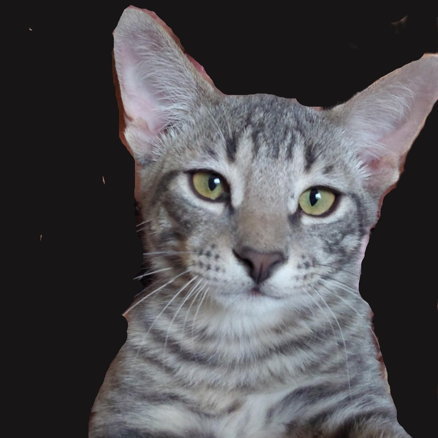 Enlarge Smokey, a Adoptable Domestic Short Hair in Allen, TX image 2/6