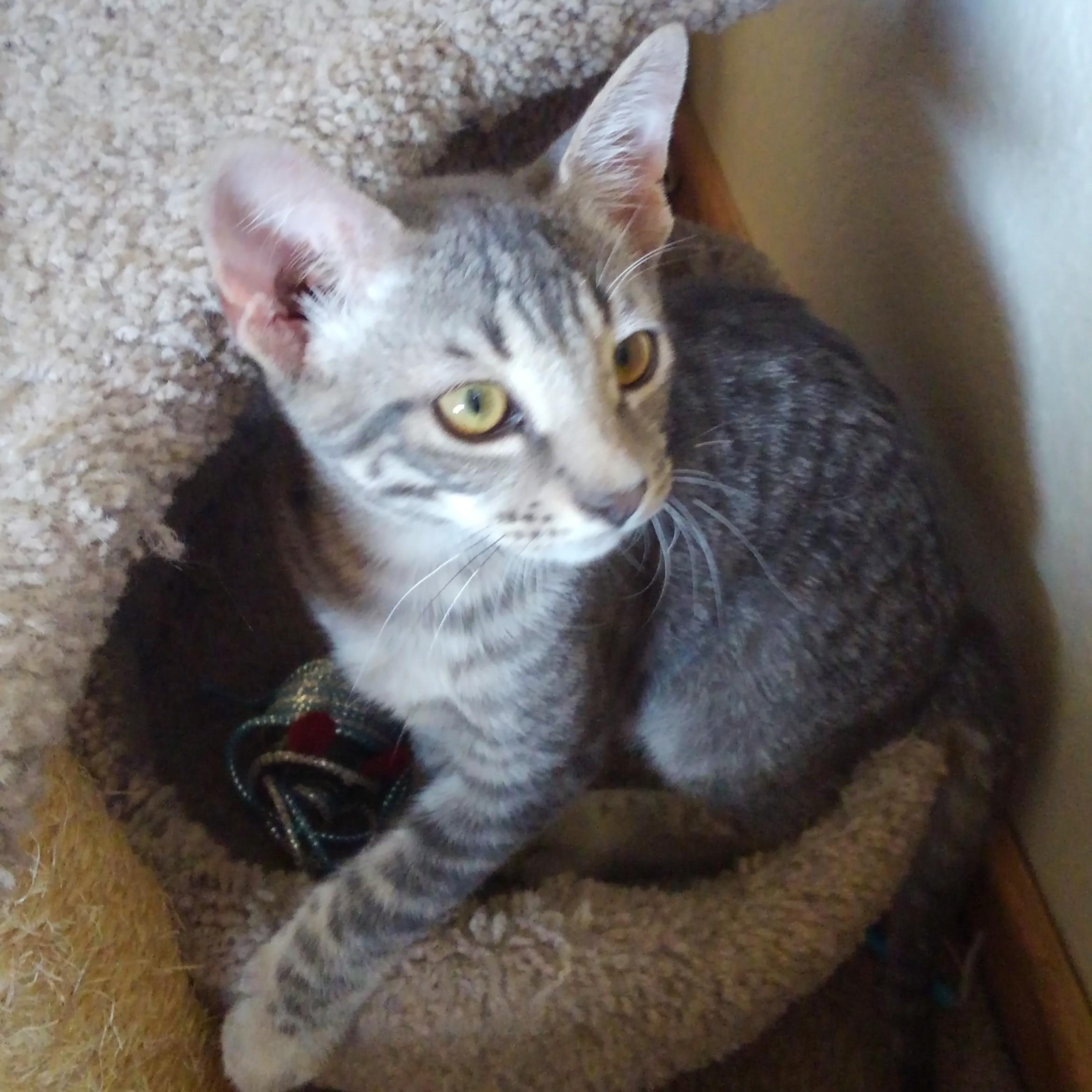 Smokey, Adoptable, Kitten Male Domestic Short Hair.