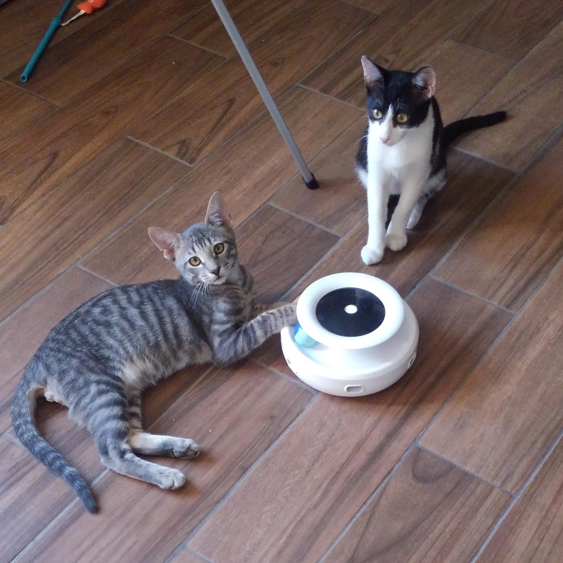 Enlarge Smokey, a Adoptable Domestic Short Hair in Allen, TX image 3/6