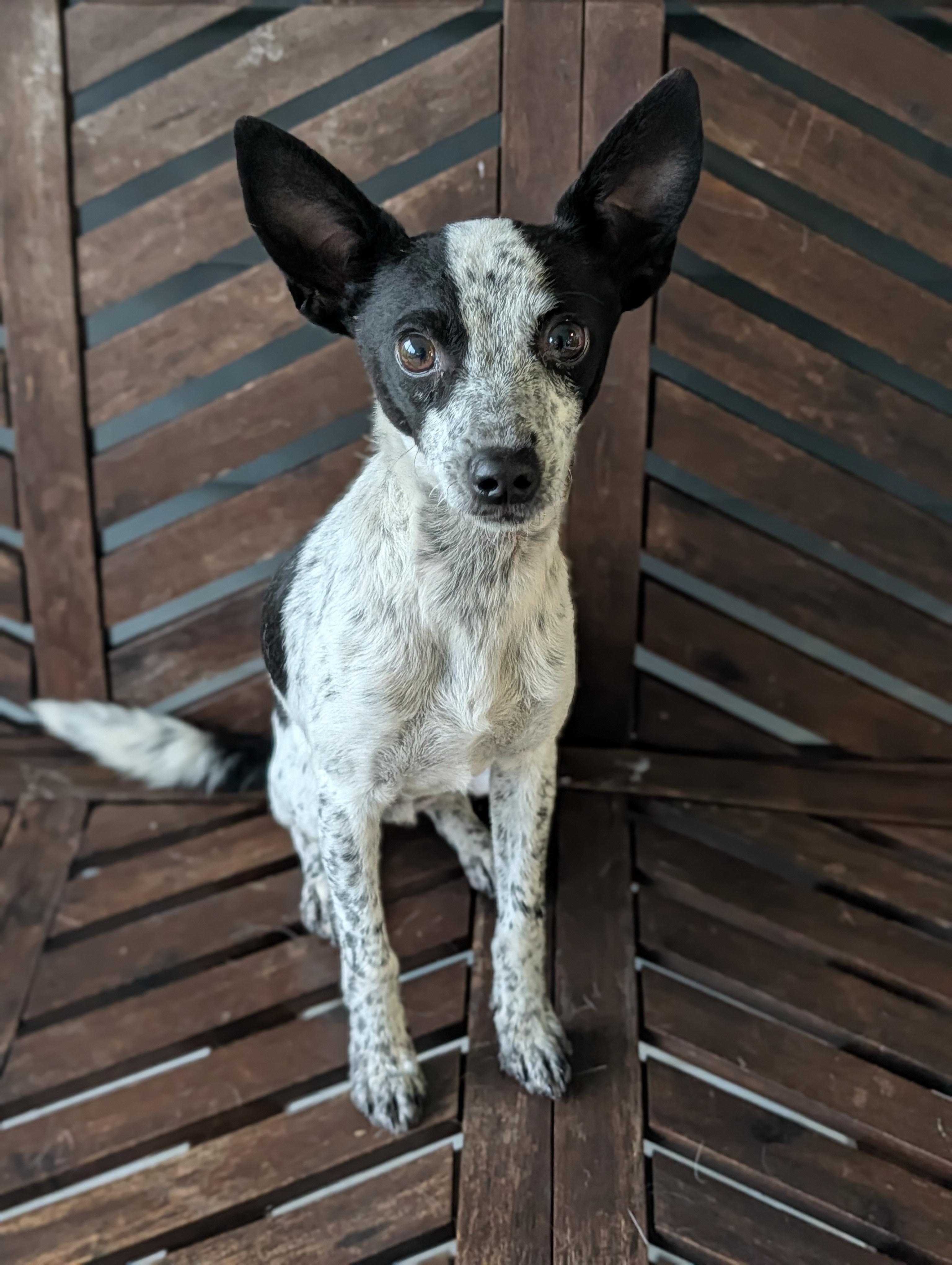 Zebra Cake, a Adoptable mixed breed in Baton Rouge, LA image 2/4