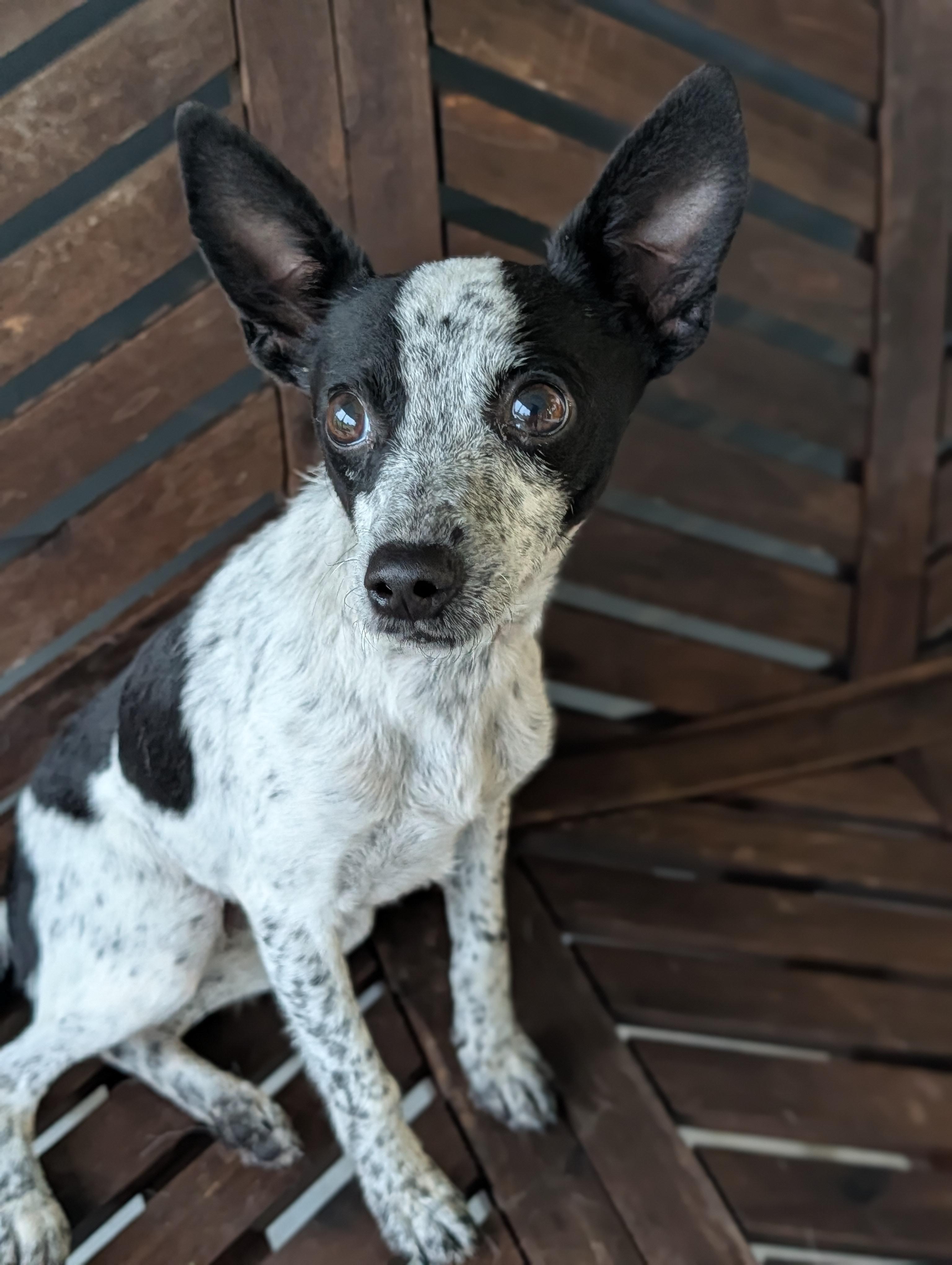 Zebra Cake, a Adoptable mixed breed in Baton Rouge, LA image 3/4