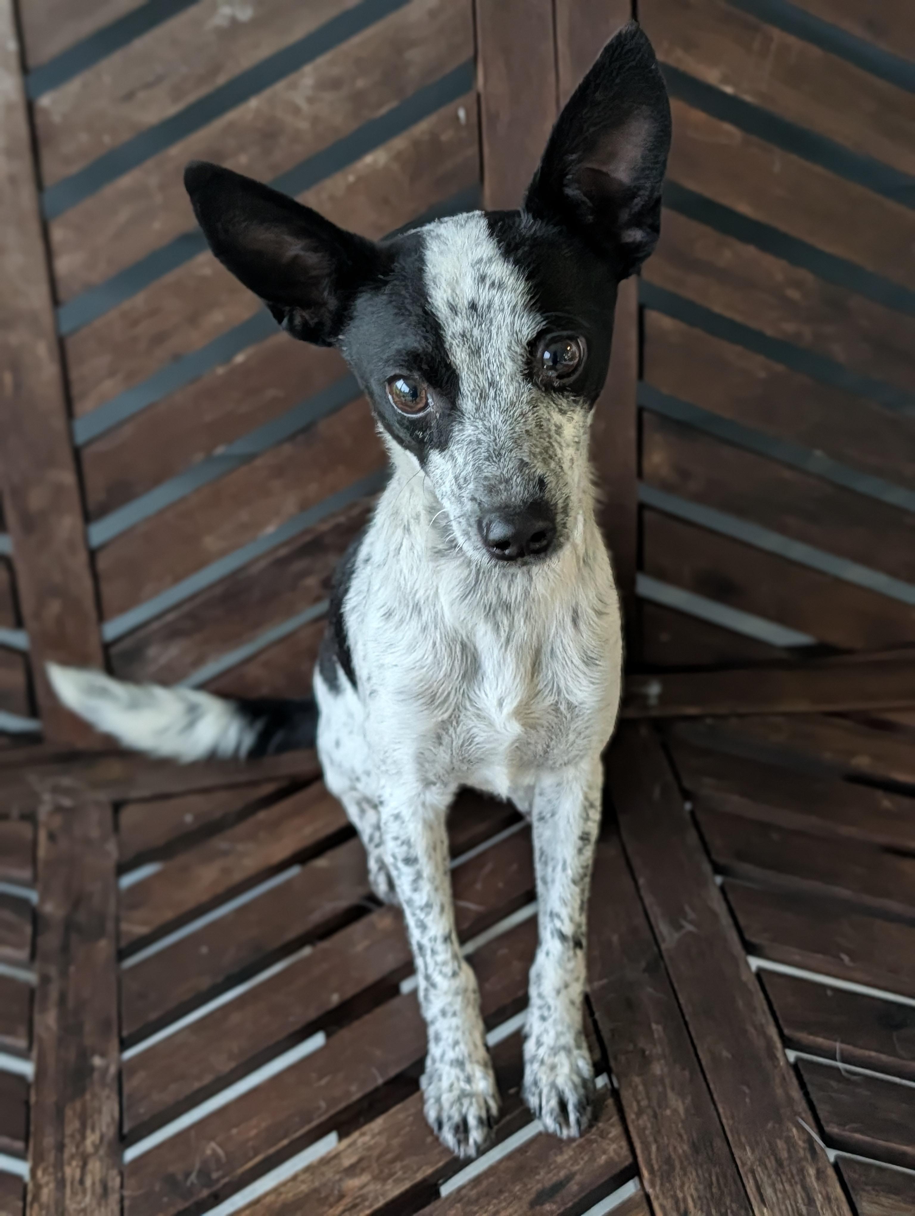 Zebra Cake, a Adoptable mixed breed in Baton Rouge, LA image 1/4