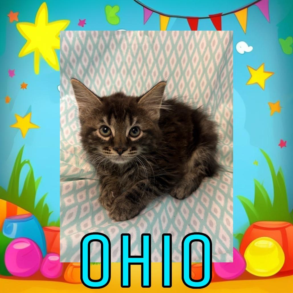 Ohio, Adoptable, Kitten Male Domestic Long Hair.
