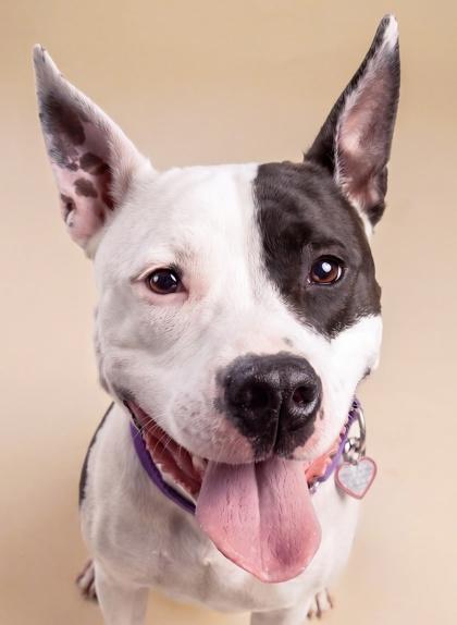 Enlarge Angelica, a Adoptable mixed breed in Washington, DC image 1/3