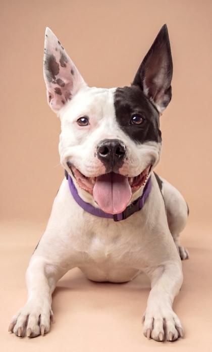 Enlarge Angelica, a Adoptable mixed breed in Washington, DC image 3/3
