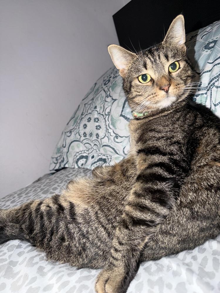 Enlarge Meowth, a Adoptable Tabby in Deltona, FL image 1/5