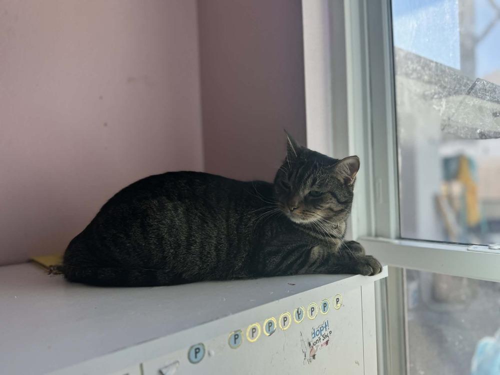 Enlarge Meowth, a Adoptable Tabby in Deltona, FL image 1/6