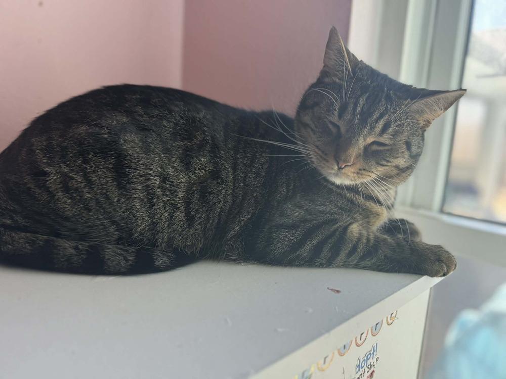 Enlarge Meowth, a Adoptable Tabby in Deltona, FL image 2/6