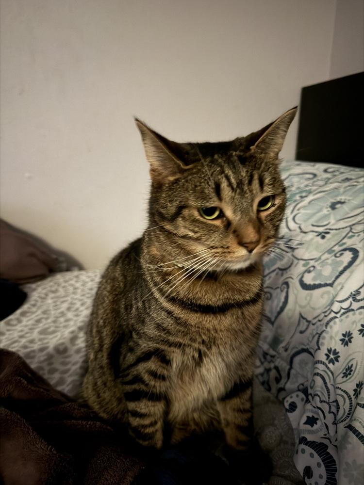 Enlarge Meowth, a Adoptable Tabby in Deltona, FL image 3/5