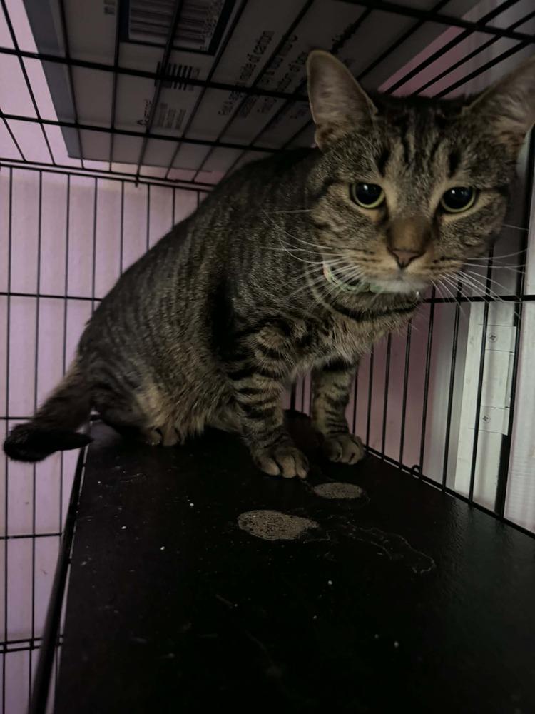 Enlarge Meowth, a Adoptable Tabby in Deltona, FL image 3/6