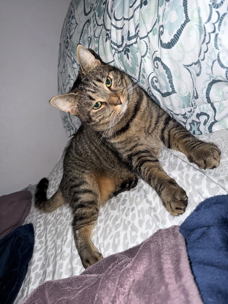 Enlarge Meowth, a Adoptable Tabby in Deltona, FL image 5/5