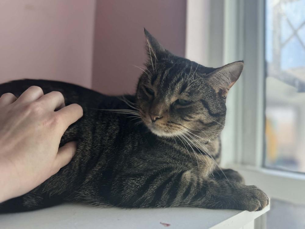 Enlarge Meowth, a Adoptable Tabby in Deltona, FL image 6/6