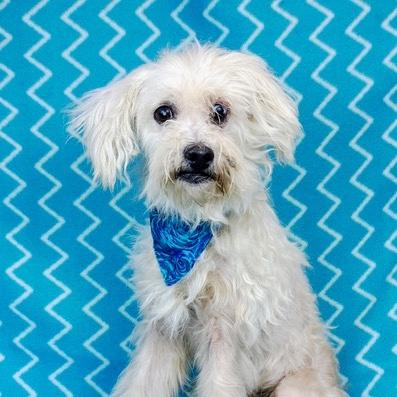 Enlarge Wally, a Adoptable mixed breed in Kerrville, TX image 2/2