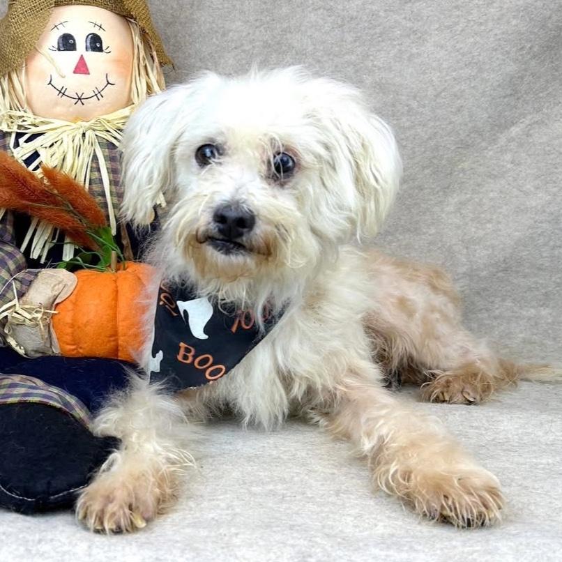 Enlarge Wally, a Adoptable mixed breed in Kerrville, TX image 1/2