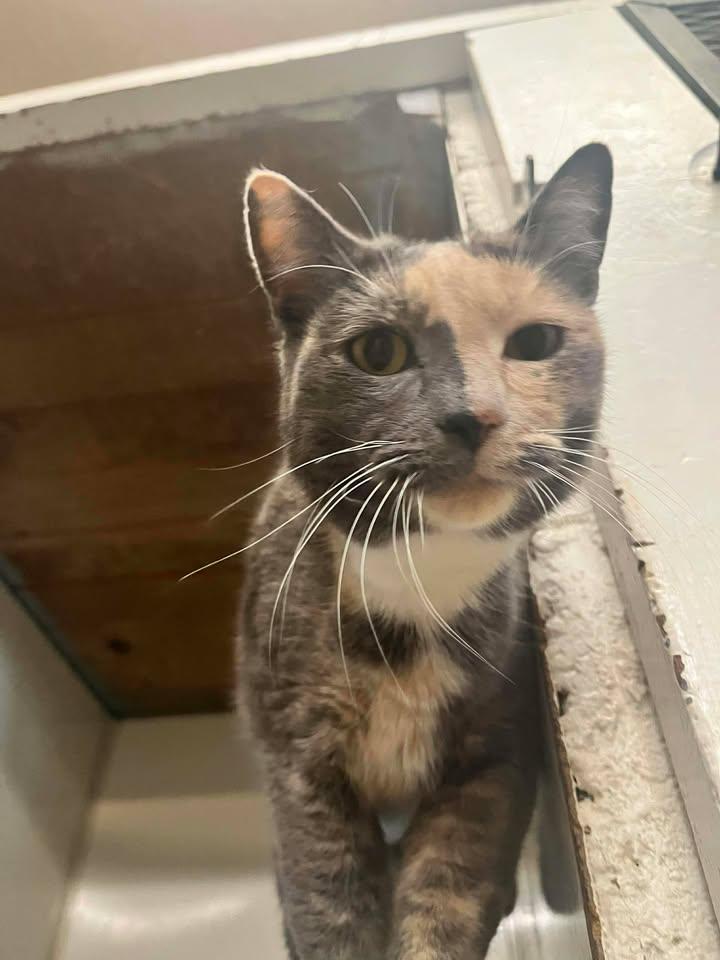 Yoshi, Adoptable, Adult Female Dilute Calico.