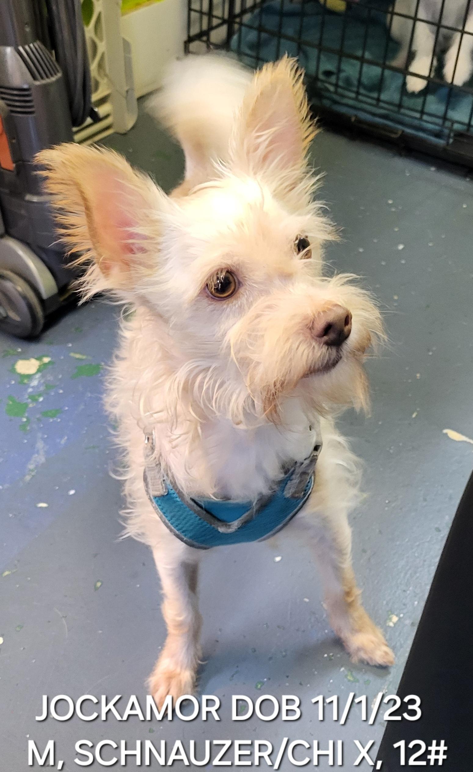 Jockamor, ADOPTABLE, Adult Male Schnauzer & Chihuahua.