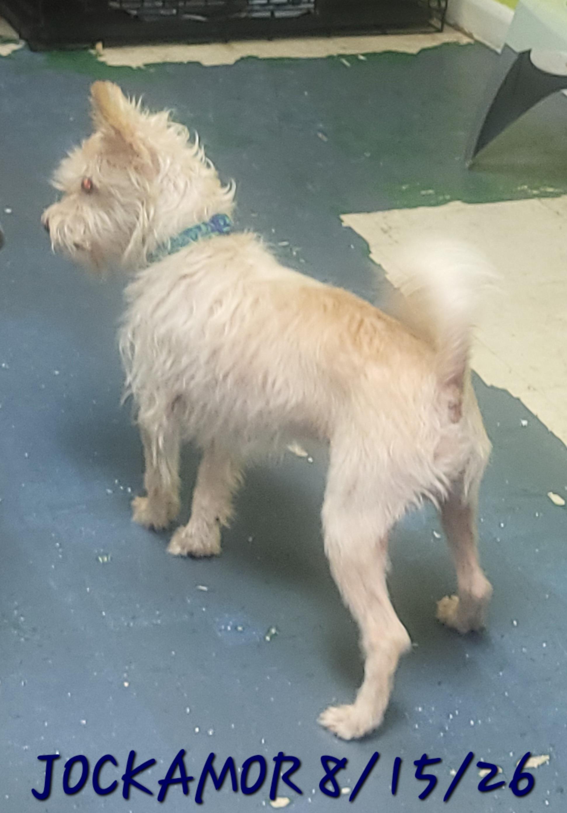 Enlarge Jockamor, a ADOPTABLE mixed breed in Sarasota, FL image 4/6