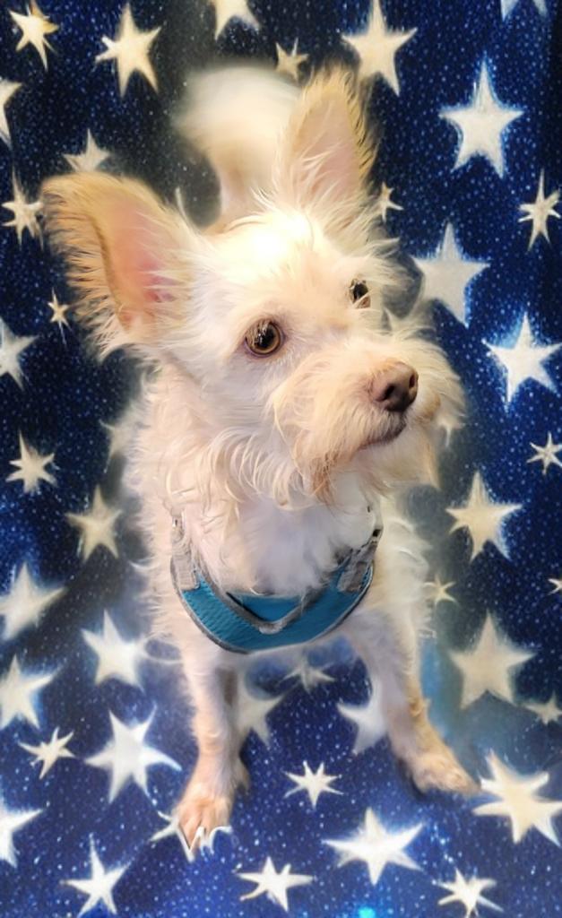 Enlarge Jockamor, a ADOPTABLE mixed breed in Sarasota, FL image 6/6