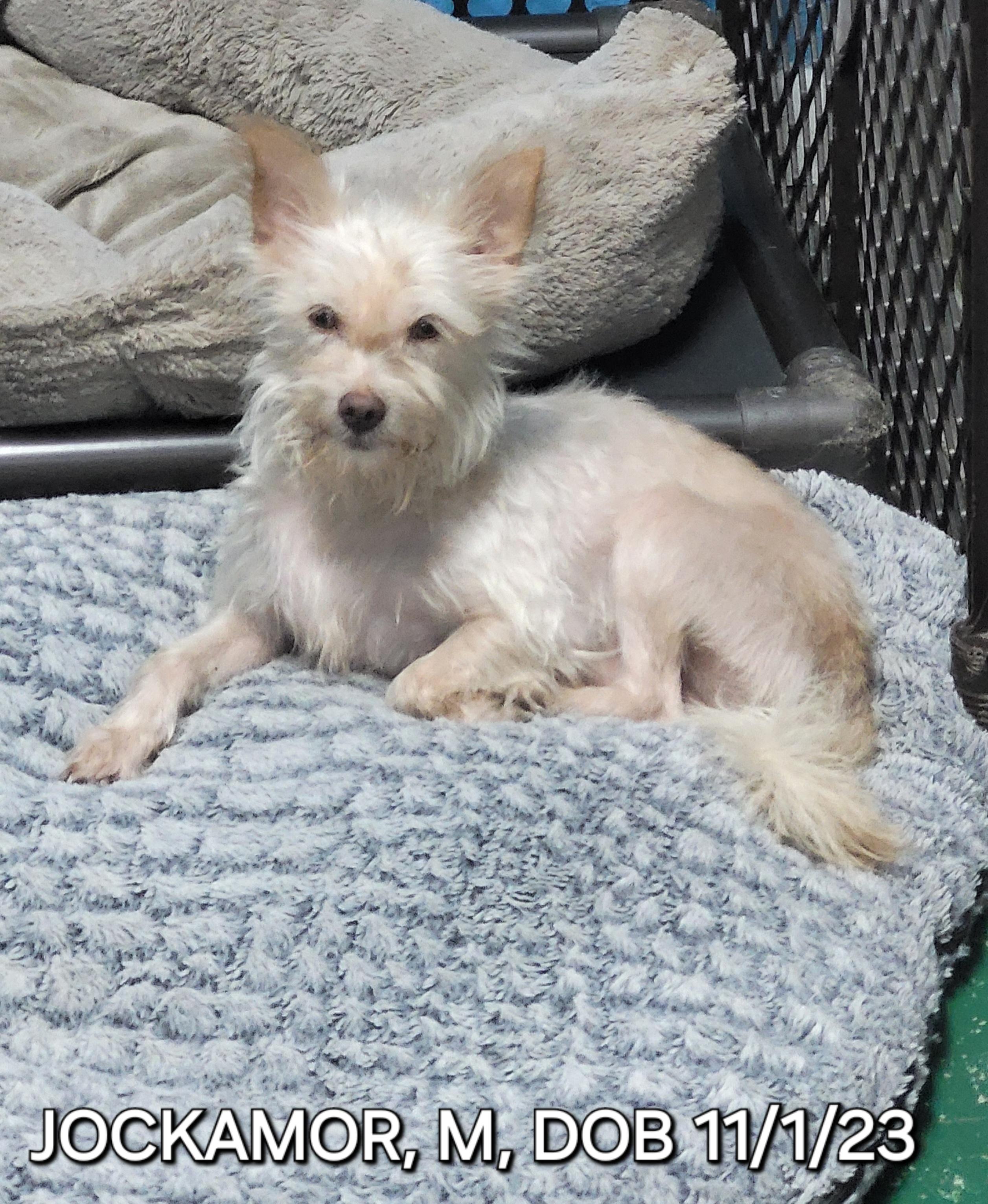 Enlarge Jockamor, a ADOPTABLE mixed breed in Sarasota, FL image 2/6