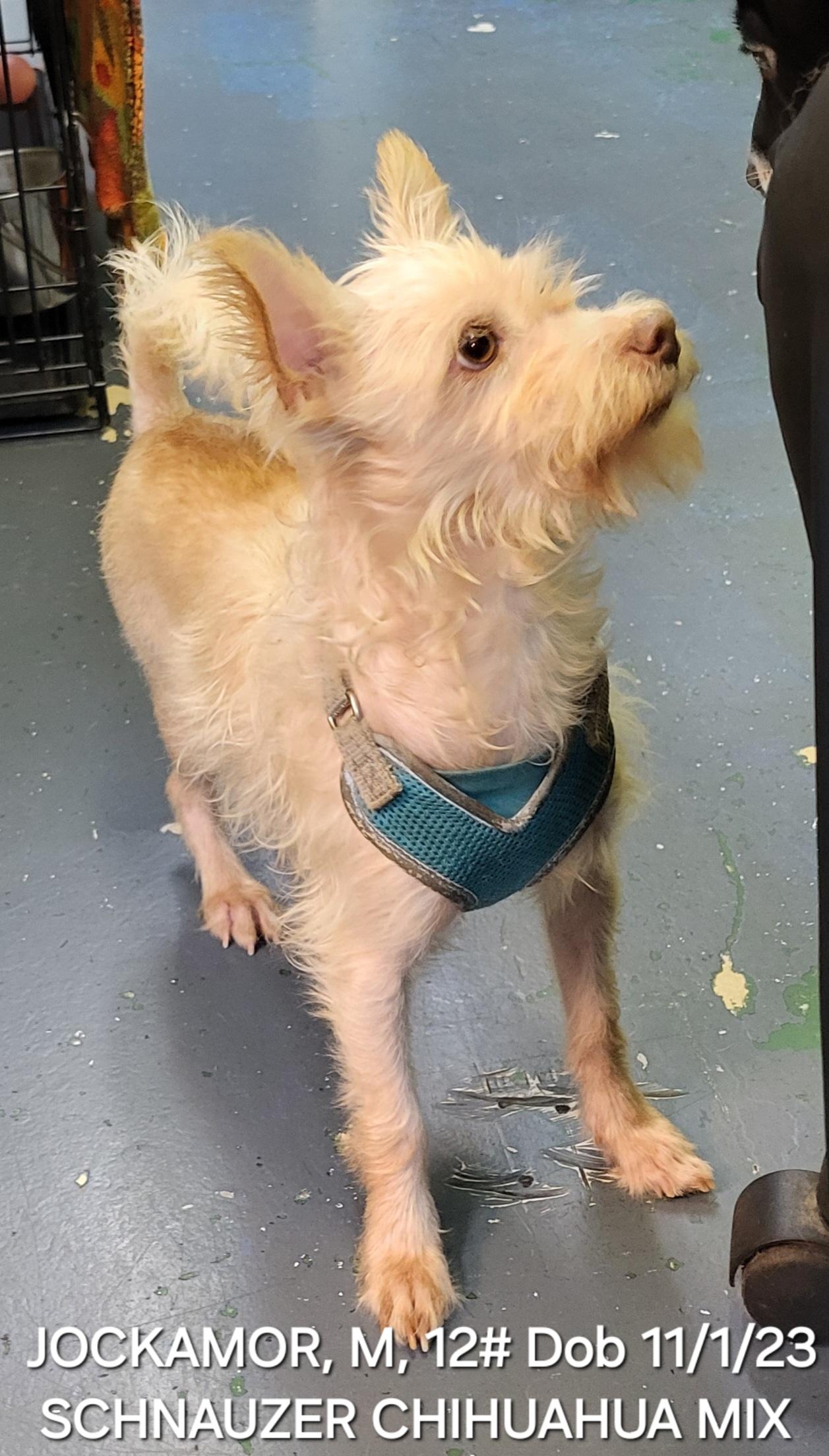 Enlarge Jockamor, a ADOPTABLE mixed breed in Sarasota, FL image 5/6