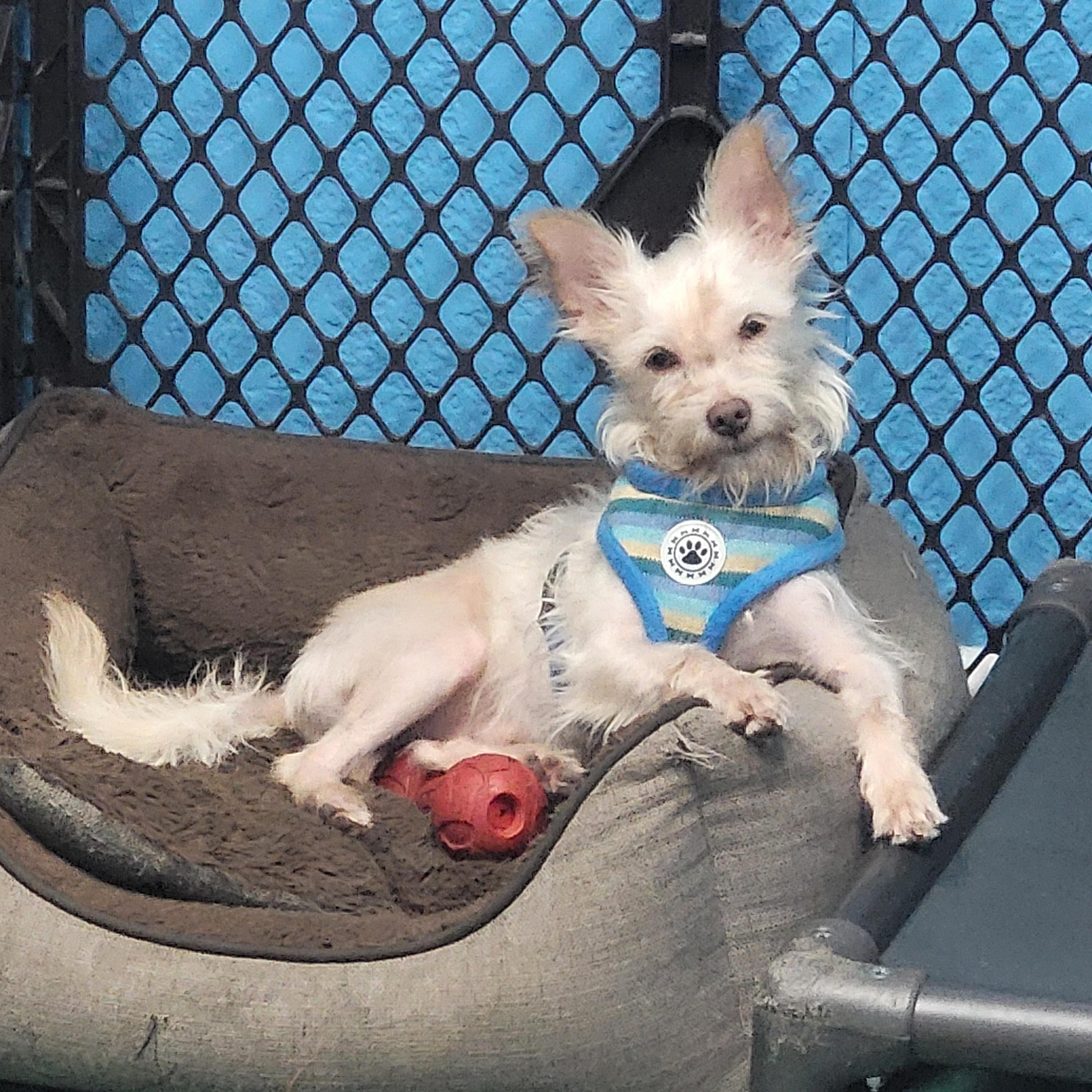 Enlarge Jockamor, a ADOPTABLE mixed breed in Sarasota, FL image 3/6