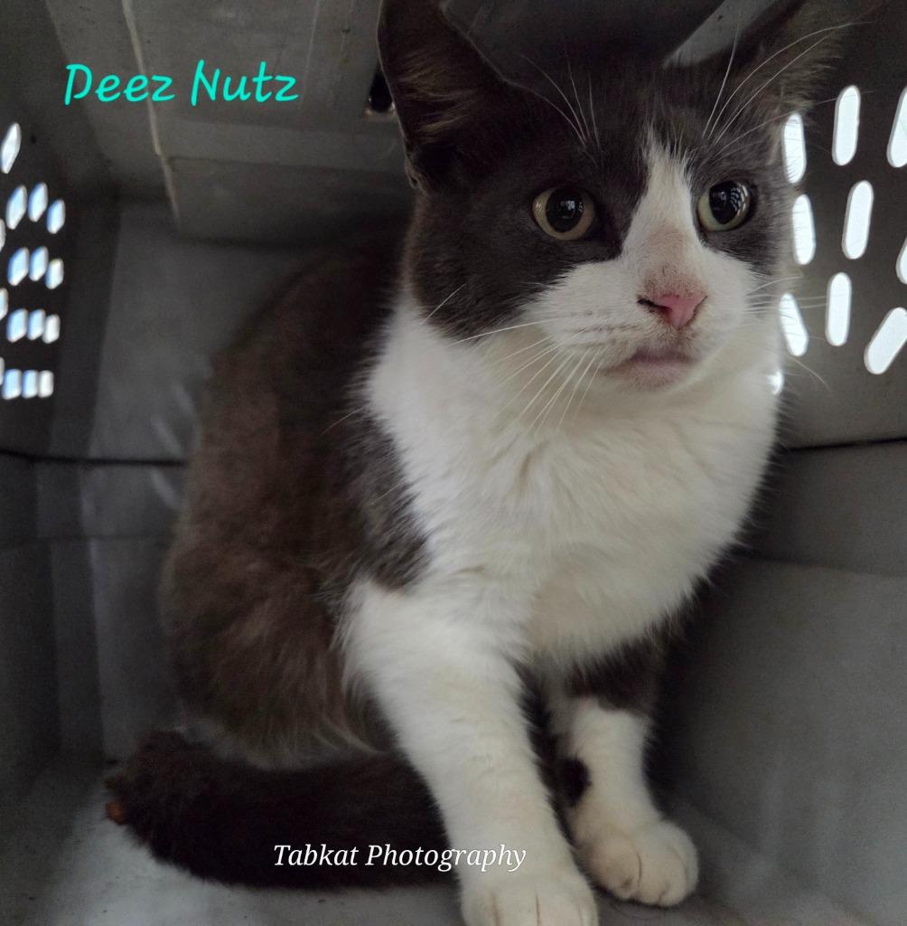 Enlarge Deez Nutz, a Adoptable mixed breed in Cambridge, MD image 1/1
