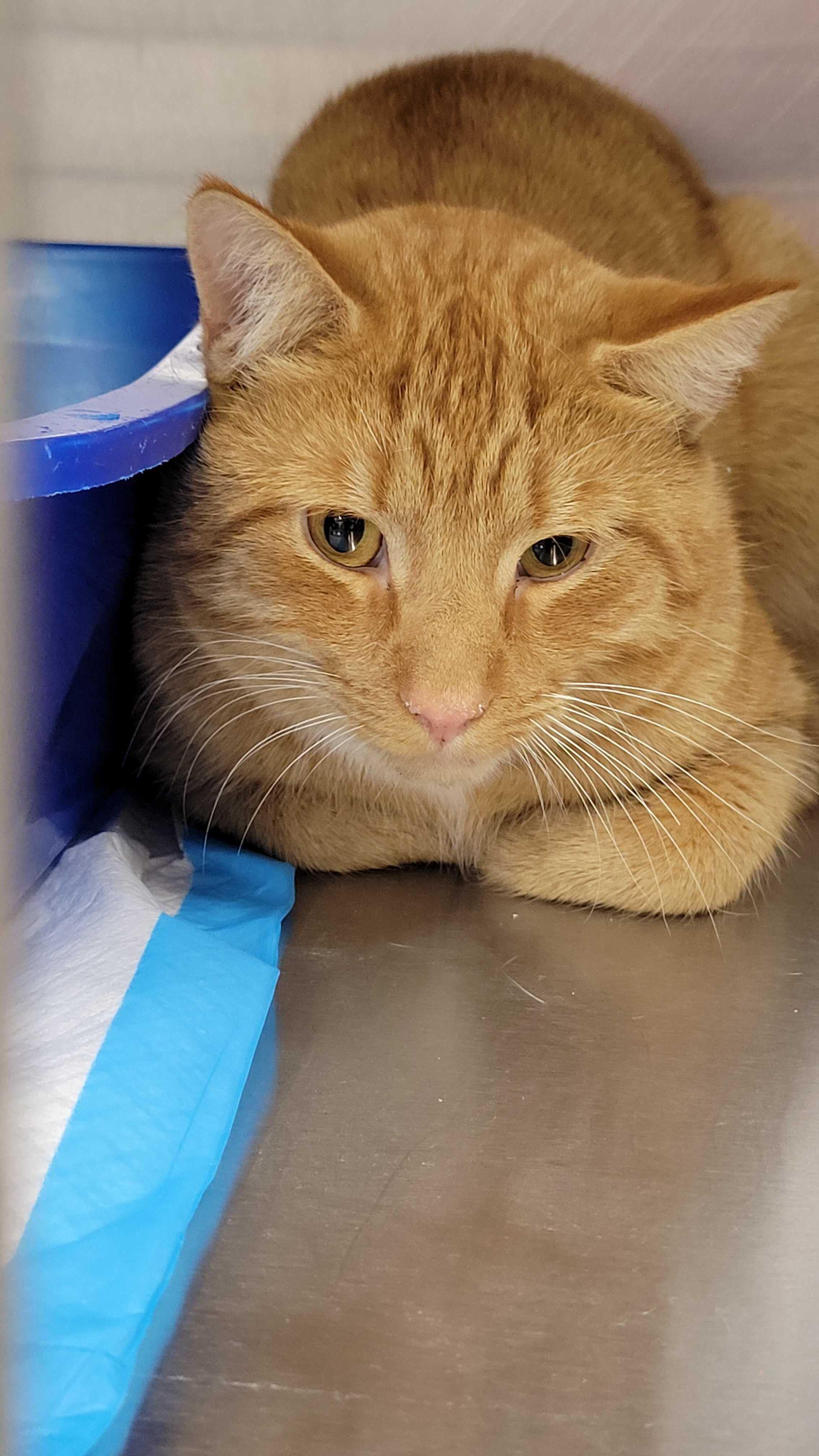 Enlarge Mandarin, an adopted Domestic Short Hair in Waltham, MA image 1/2