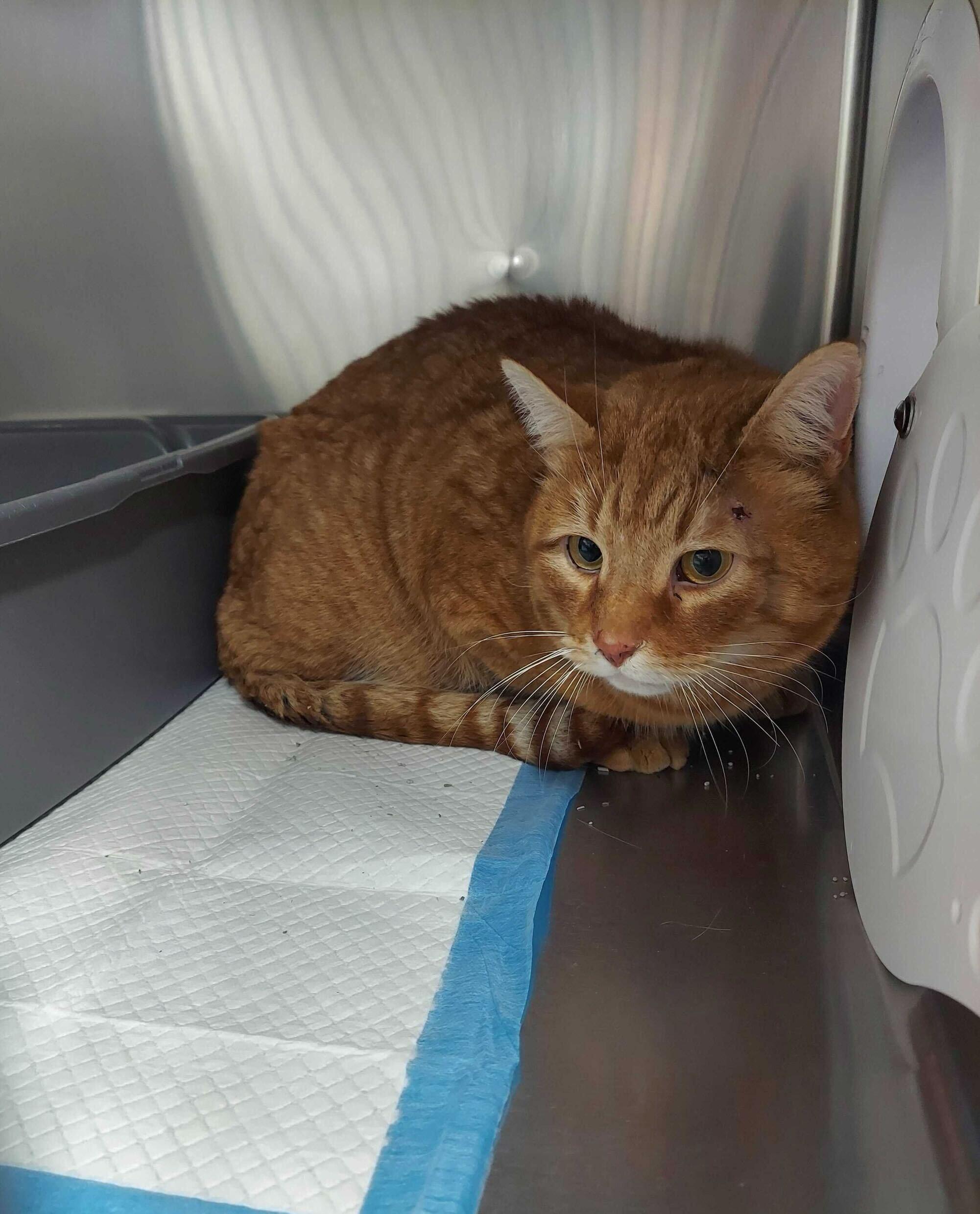 Enlarge Mandarin, an adopted Domestic Short Hair in Waltham, MA image 2/2