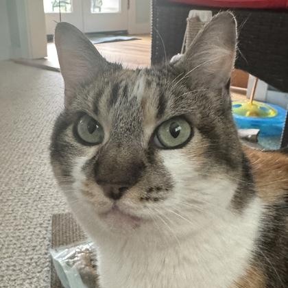 Enlarge Joan (in foster), a ADOPTABLE Domestic Short Hair in Santa Cruz, CA image 2/6