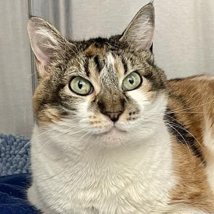 Joan (in foster), ADOPTABLE, Adult Female Domestic Short Hair.
