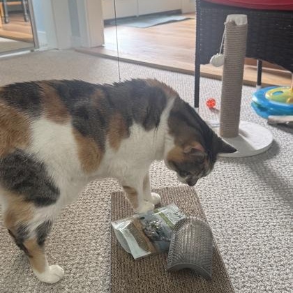 Enlarge Joan (in foster), a ADOPTABLE Domestic Short Hair in Santa Cruz, CA image 3/6
