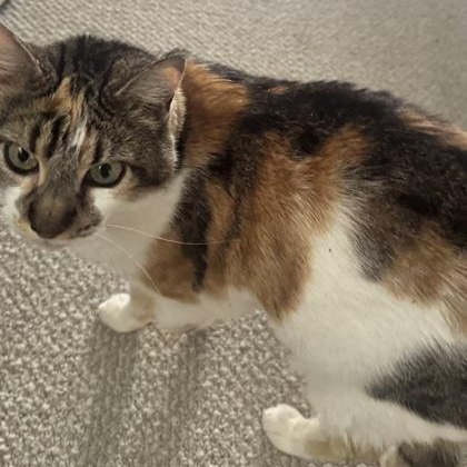 Enlarge Joan (in foster), a ADOPTABLE Domestic Short Hair in Santa Cruz, CA image 5/6