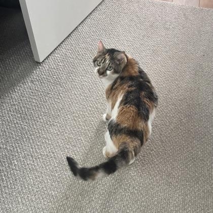 Enlarge Joan (in foster), a ADOPTABLE Domestic Short Hair in Santa Cruz, CA image 6/6