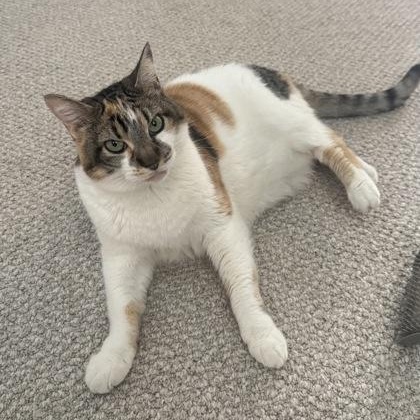 Enlarge Joan (in foster), a ADOPTABLE Domestic Short Hair in Santa Cruz, CA image 4/6