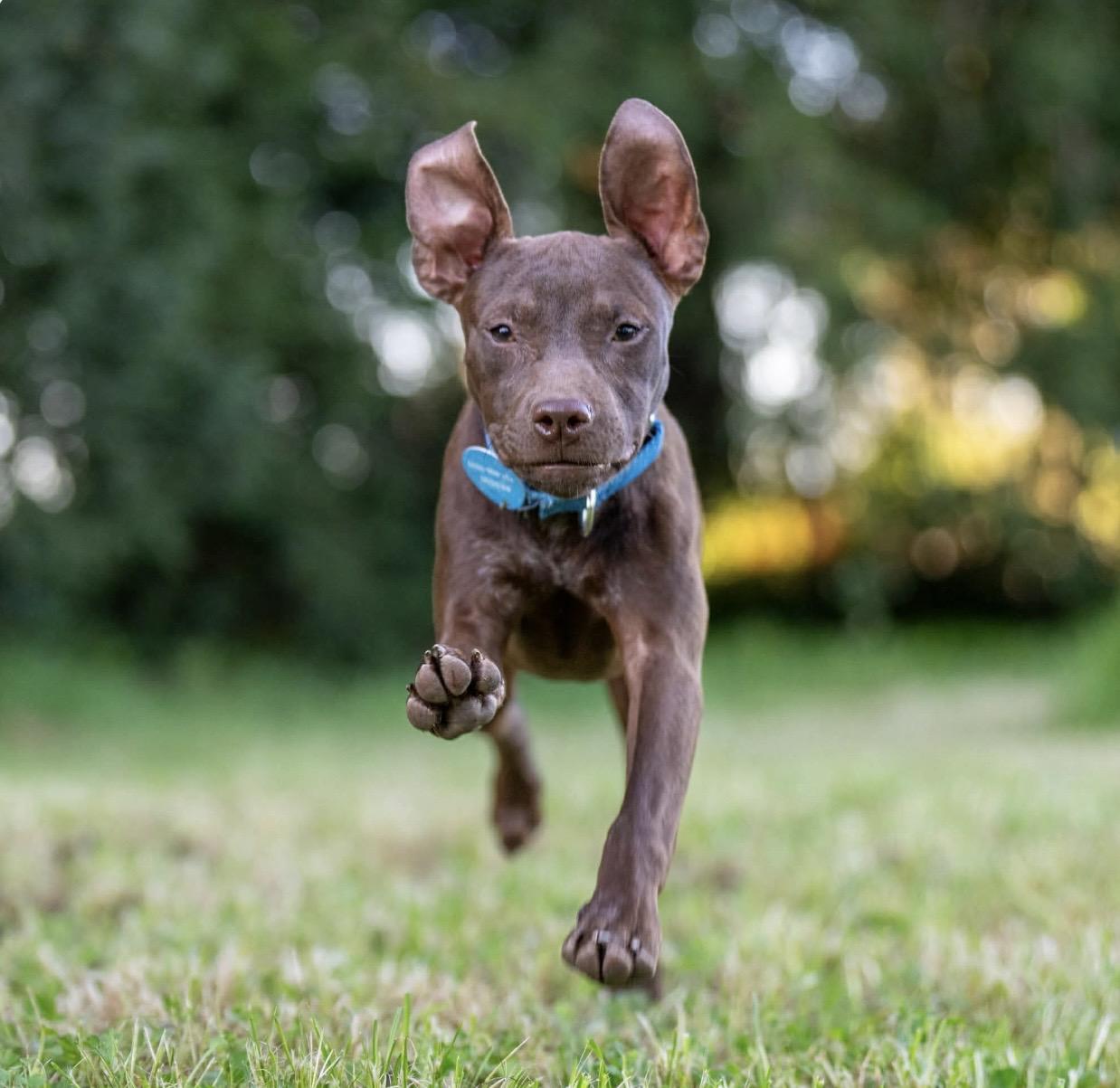 Enlarge Nestle, a ADOPTABLE mixed breed in Santa Rosa, CA image 1/1