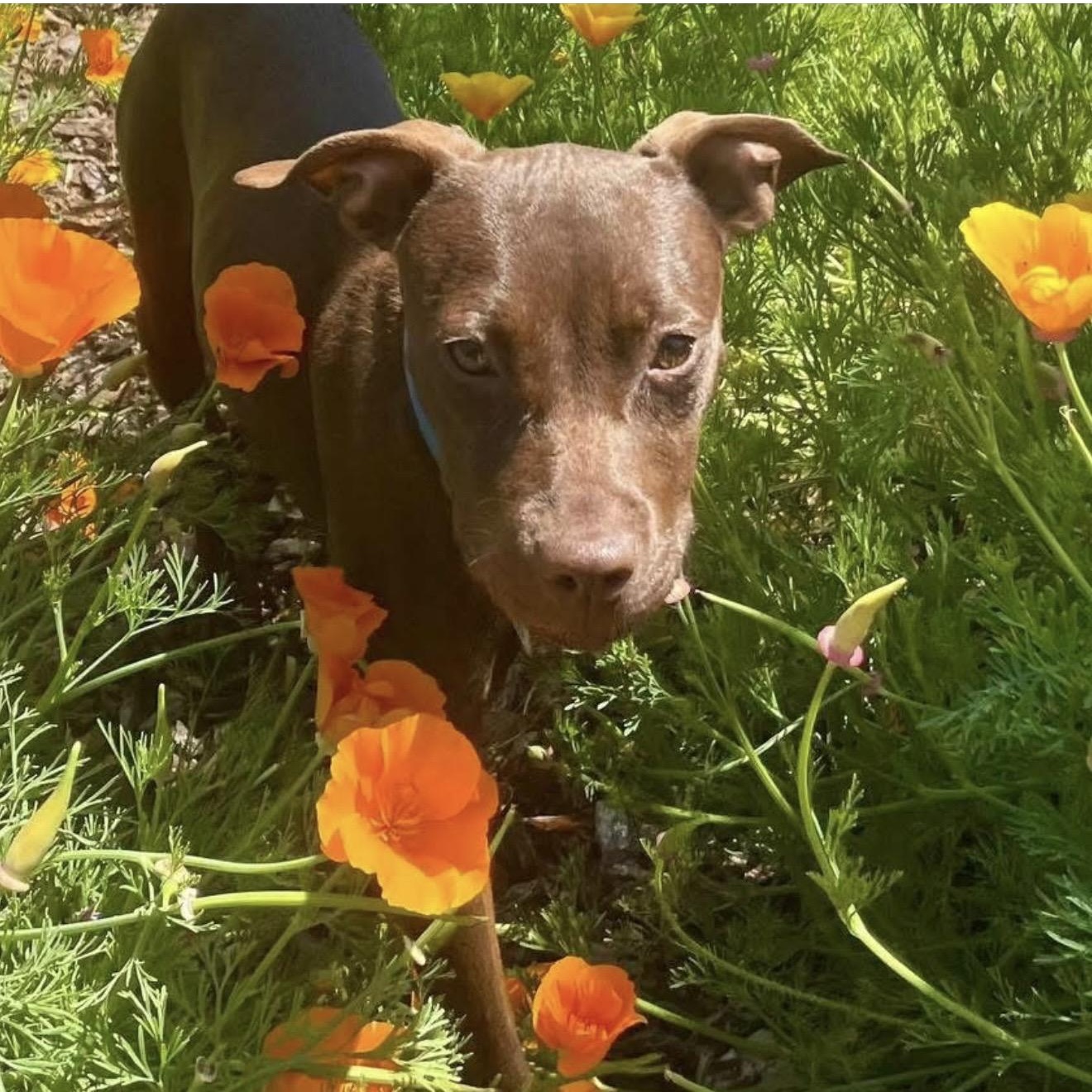 Nestle, ADOPTABLE, Puppy Female Pit Bull Terrier.