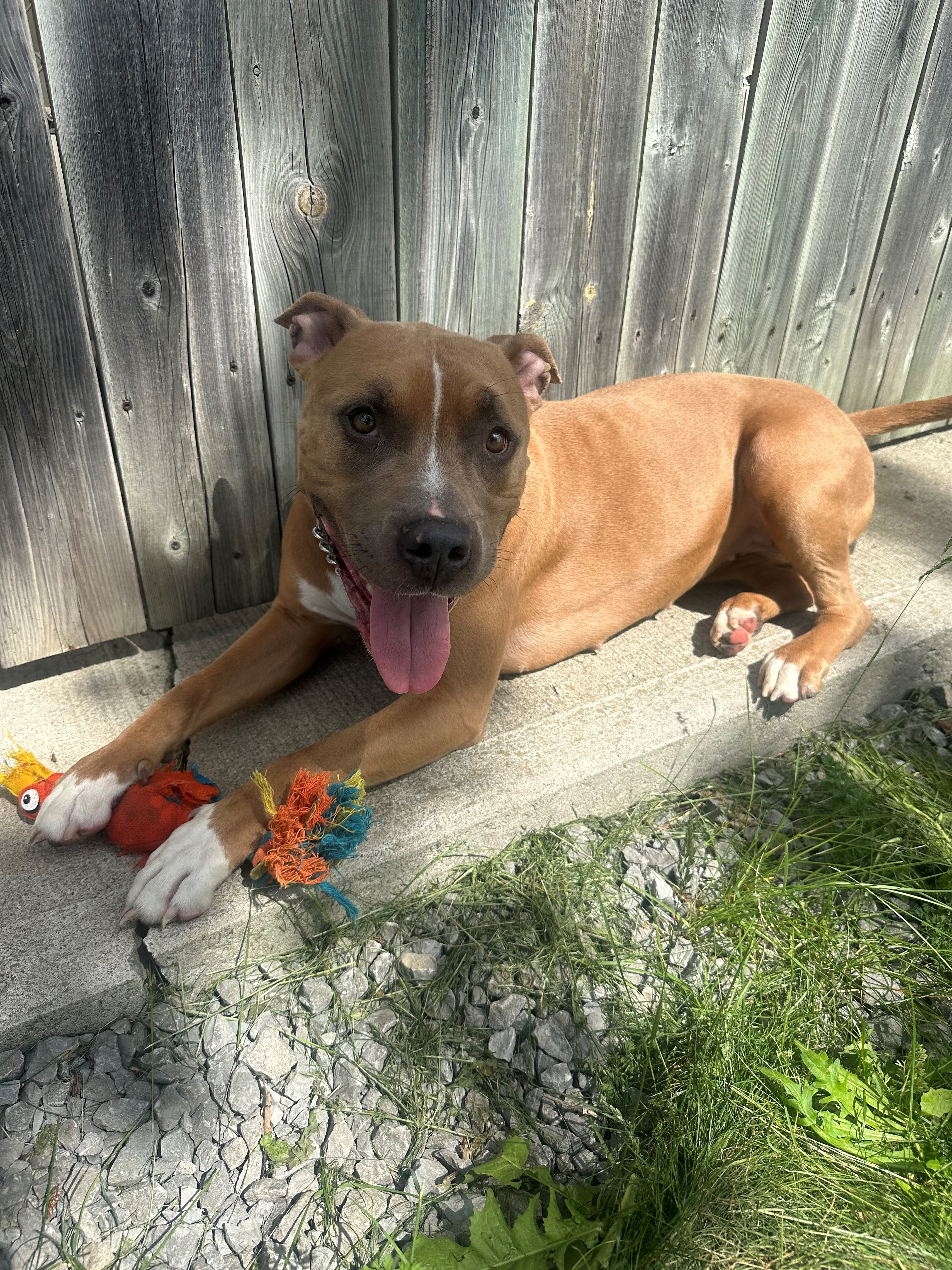 Petunia, Adoptable, Adult Female American Bulldog.