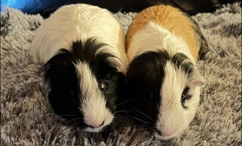 Oreo and Caramel, Adoptable, Adult Female Guinea Pig.