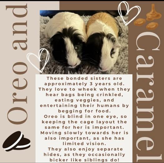 Oreo and Caramel, a Adoptable Guinea Pig in Amherst, NY image 2/2