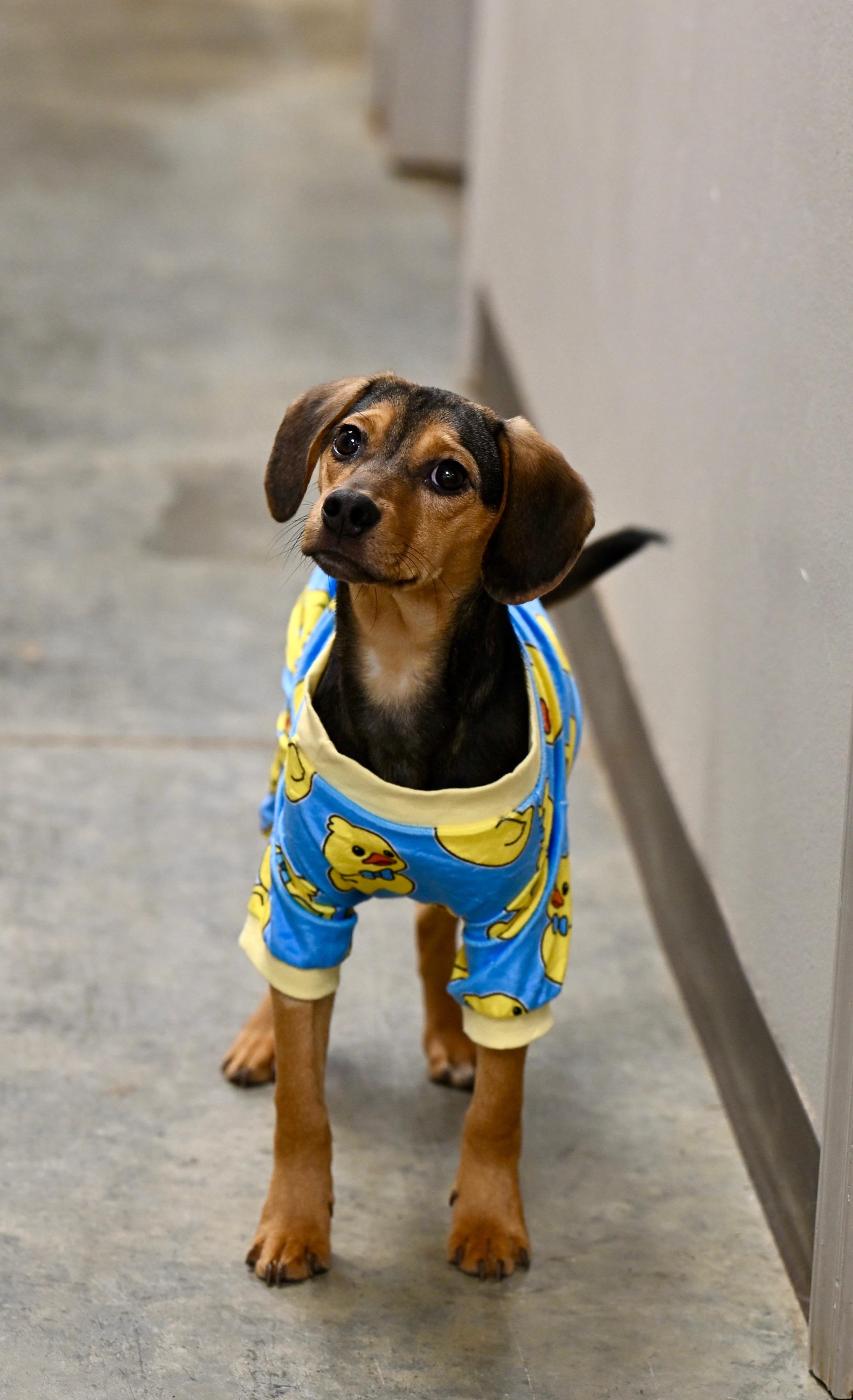 Enlarge Henry, an adopted mixed breed in Hot Springs, AR image 1/2