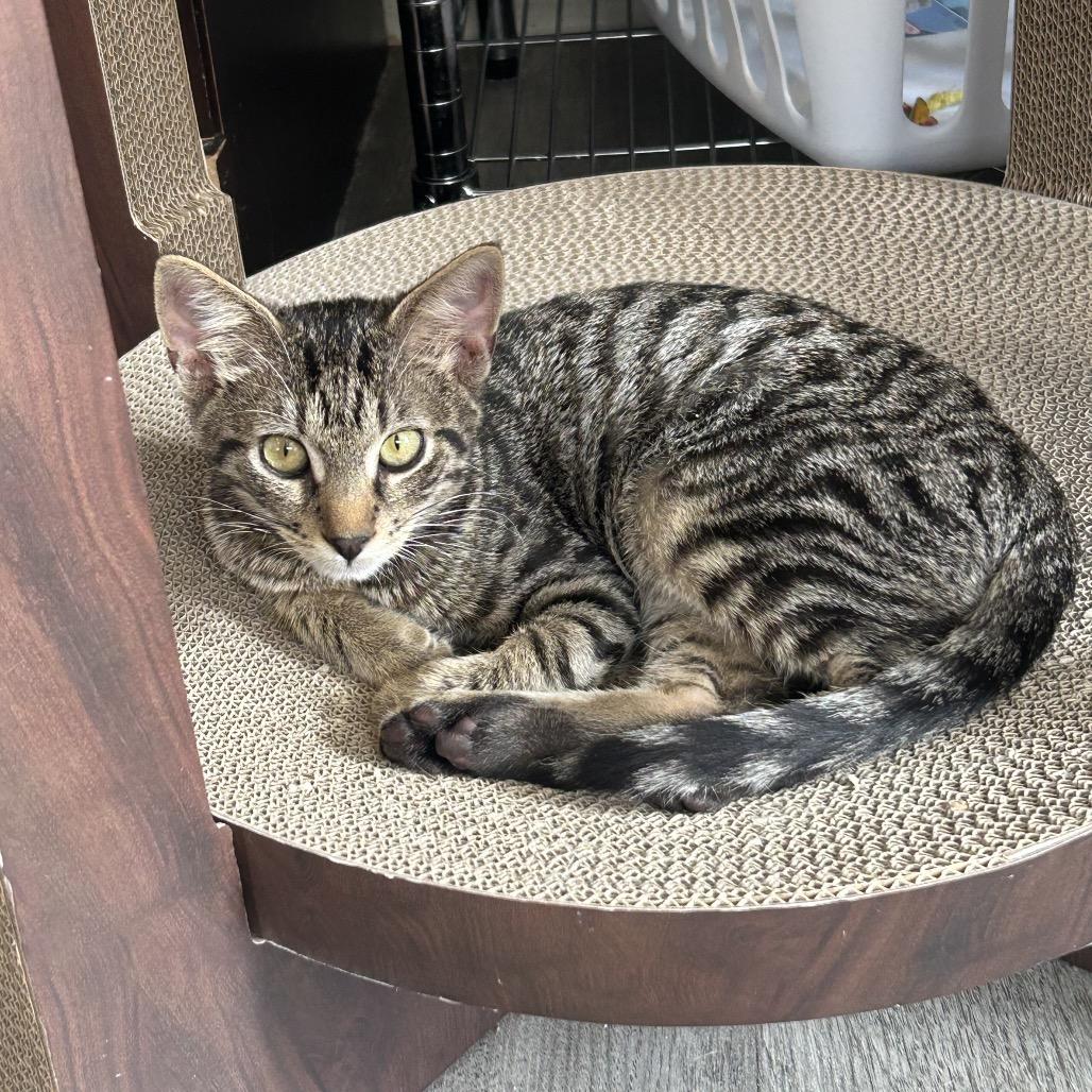Enlarge Do-Si-Do 26-074, a Adoptable Domestic Short Hair in Little Rock, AR image 4/5