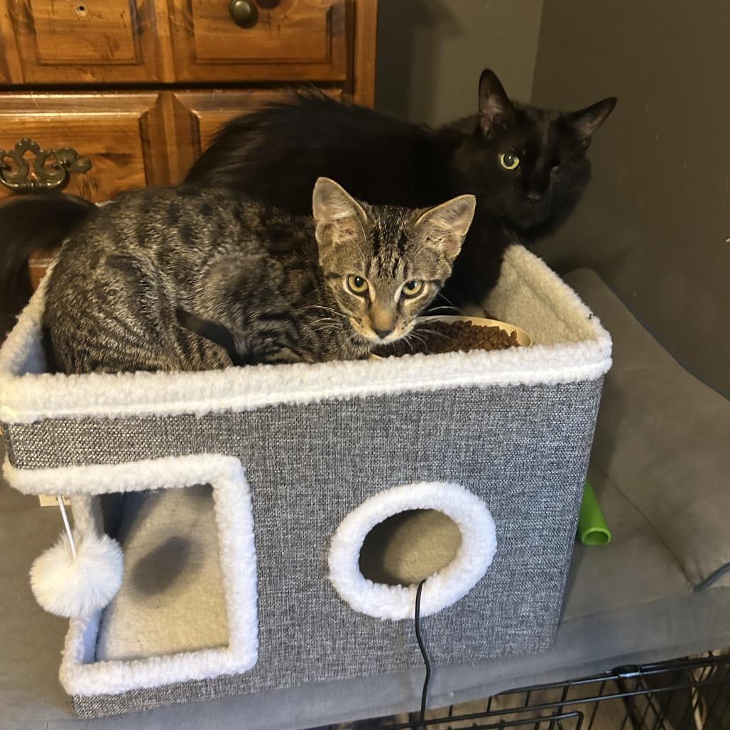Enlarge Do-Si-Do 26-074, a Adoptable Domestic Short Hair in Little Rock, AR image 5/5