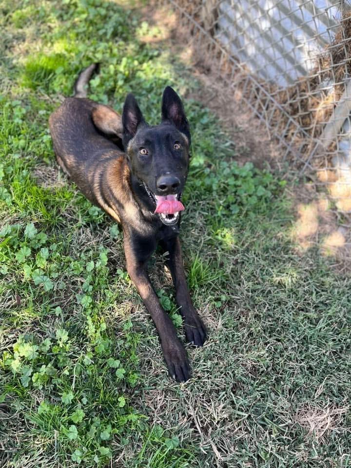 Enlarge Hawk, a Adopted Belgian Shepherd / Malinois in Kuna, ID image 2/4