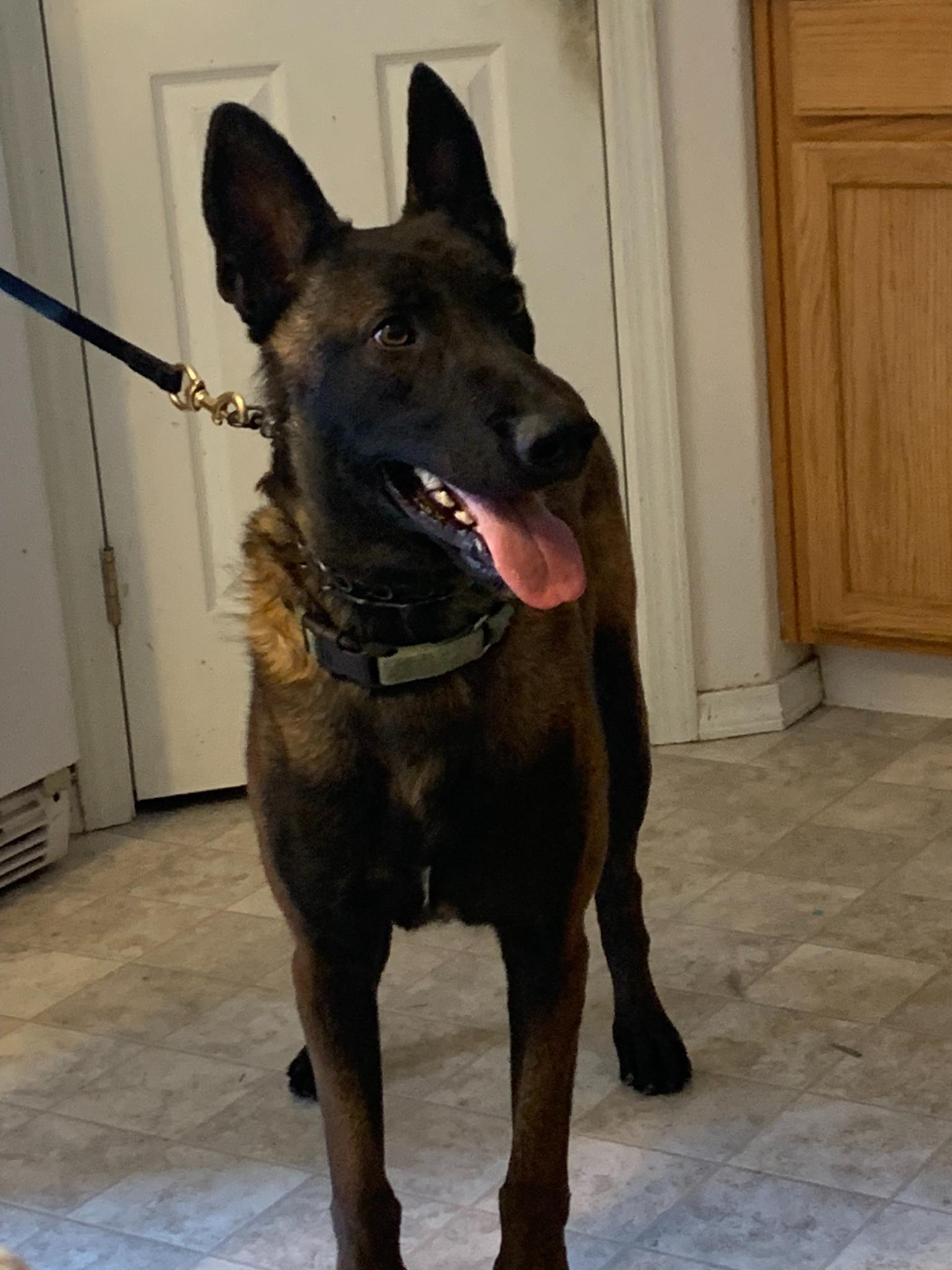 Hawk, Adopted, Adult Male Belgian Shepherd / Malinois.