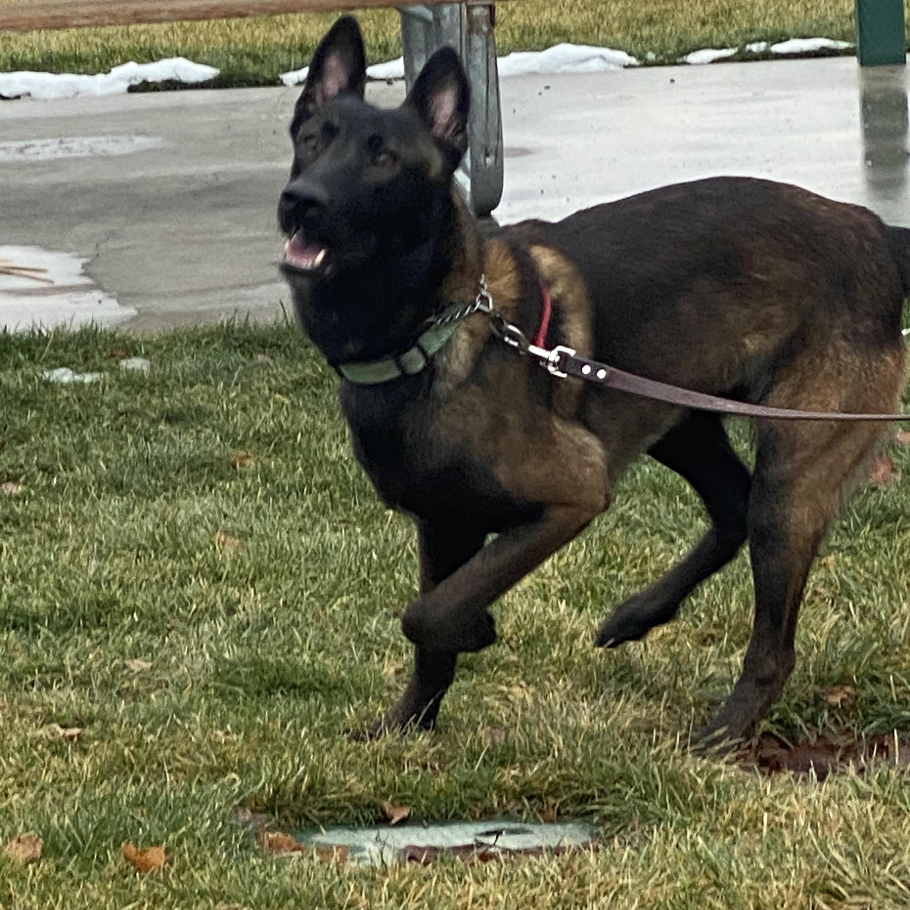 Enlarge Hawk, a Adopted Belgian Shepherd / Malinois in Kuna, ID image 3/4