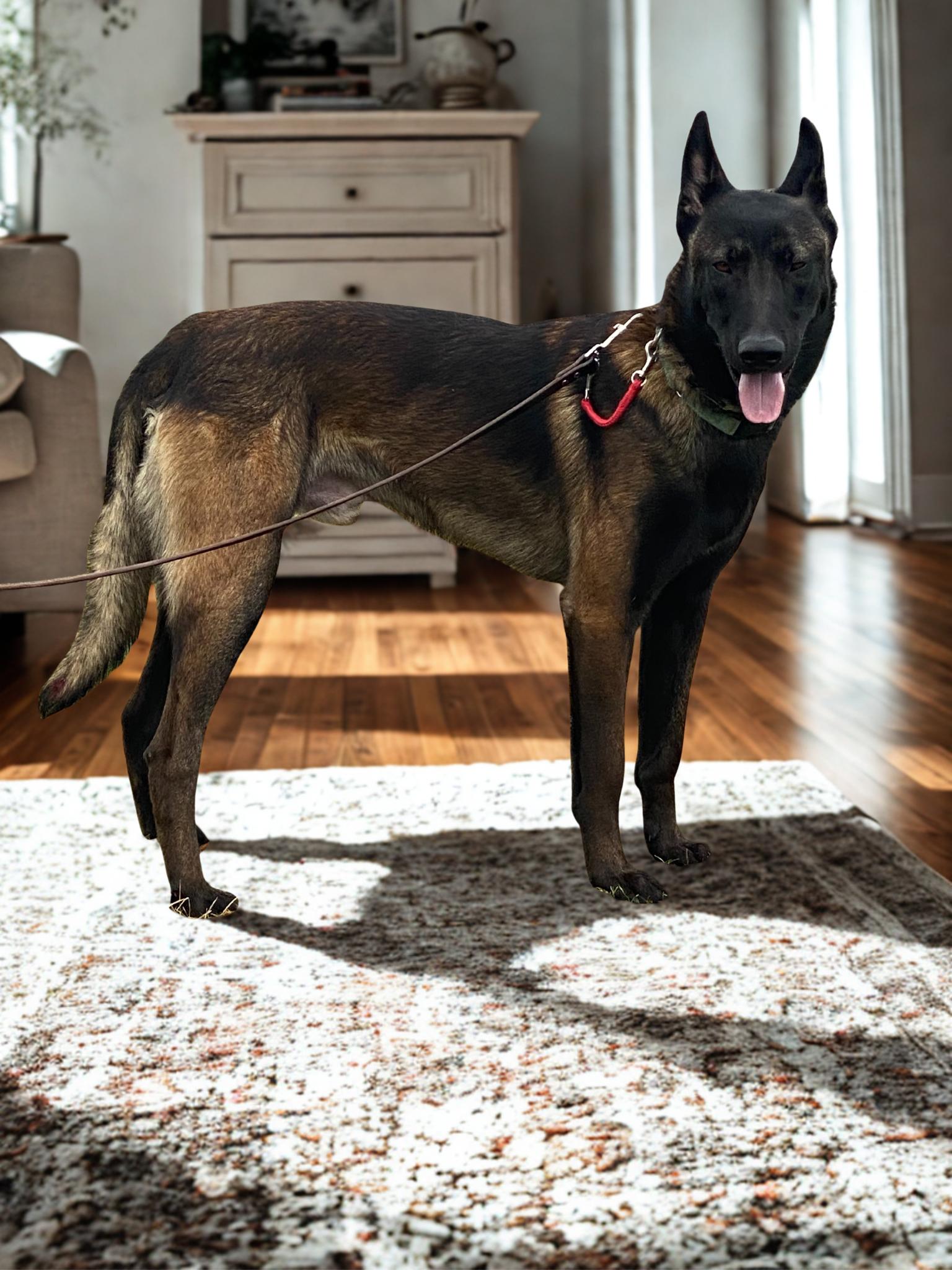 Enlarge Hawk, a Adopted Belgian Shepherd / Malinois in Kuna, ID image 4/4