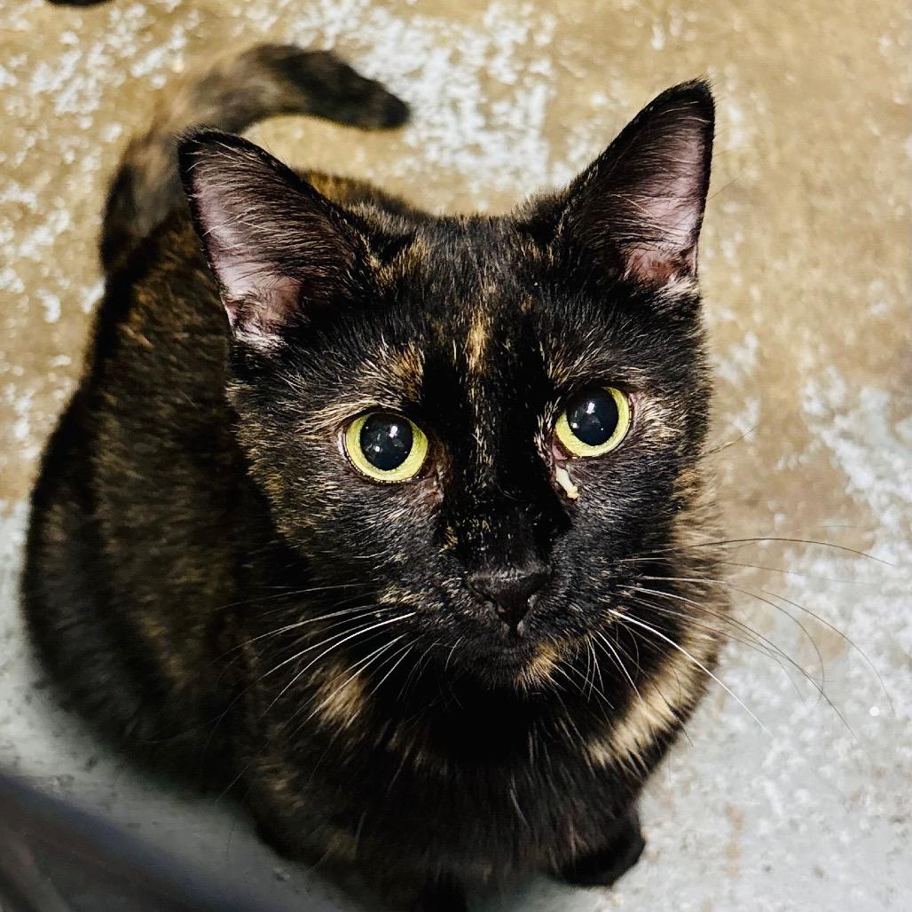 Harmony, Adoptable, Senior Female Domestic Short Hair.