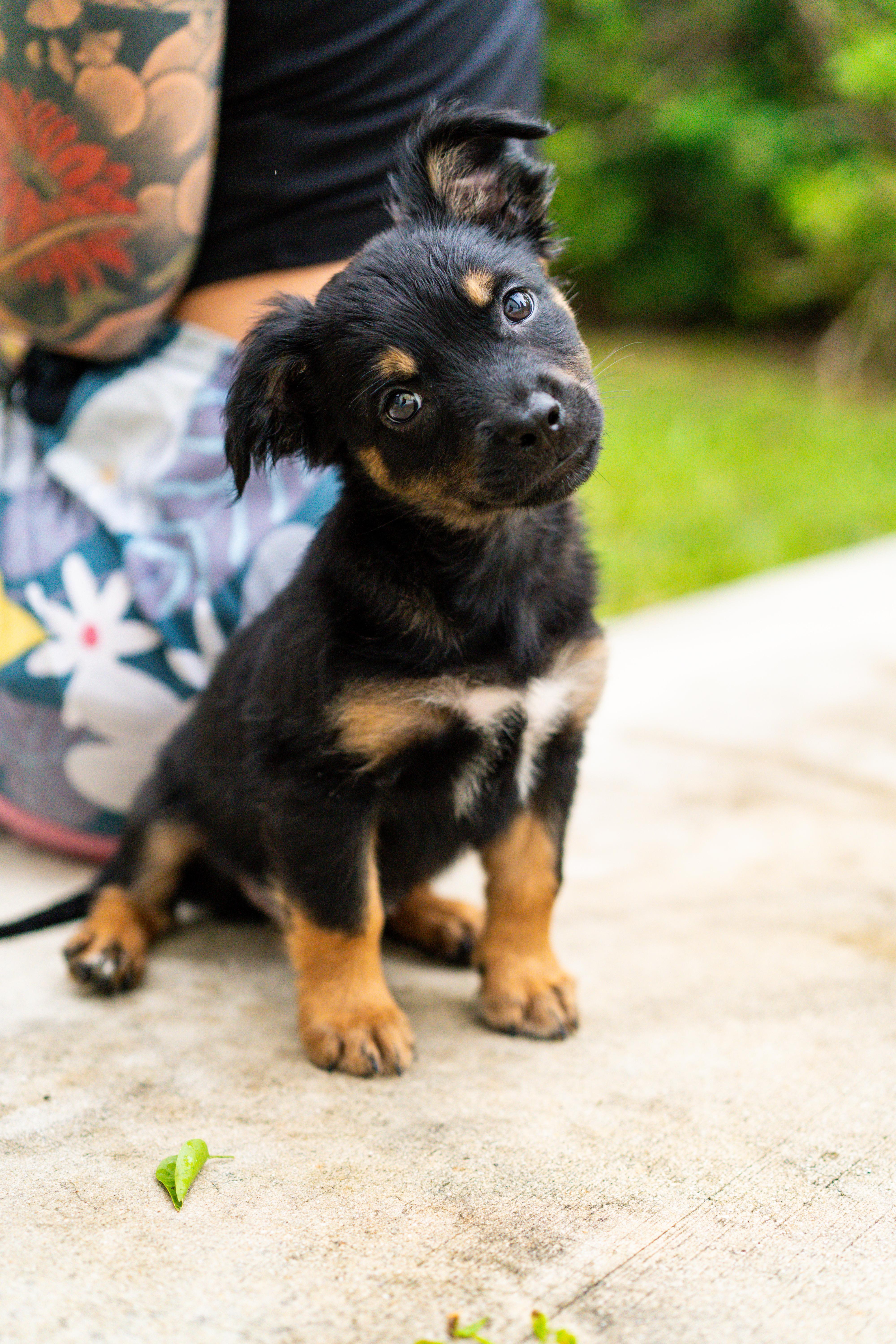 Enlarge Shania, a Adopted mixed breed in Miramar, FL image 1/2