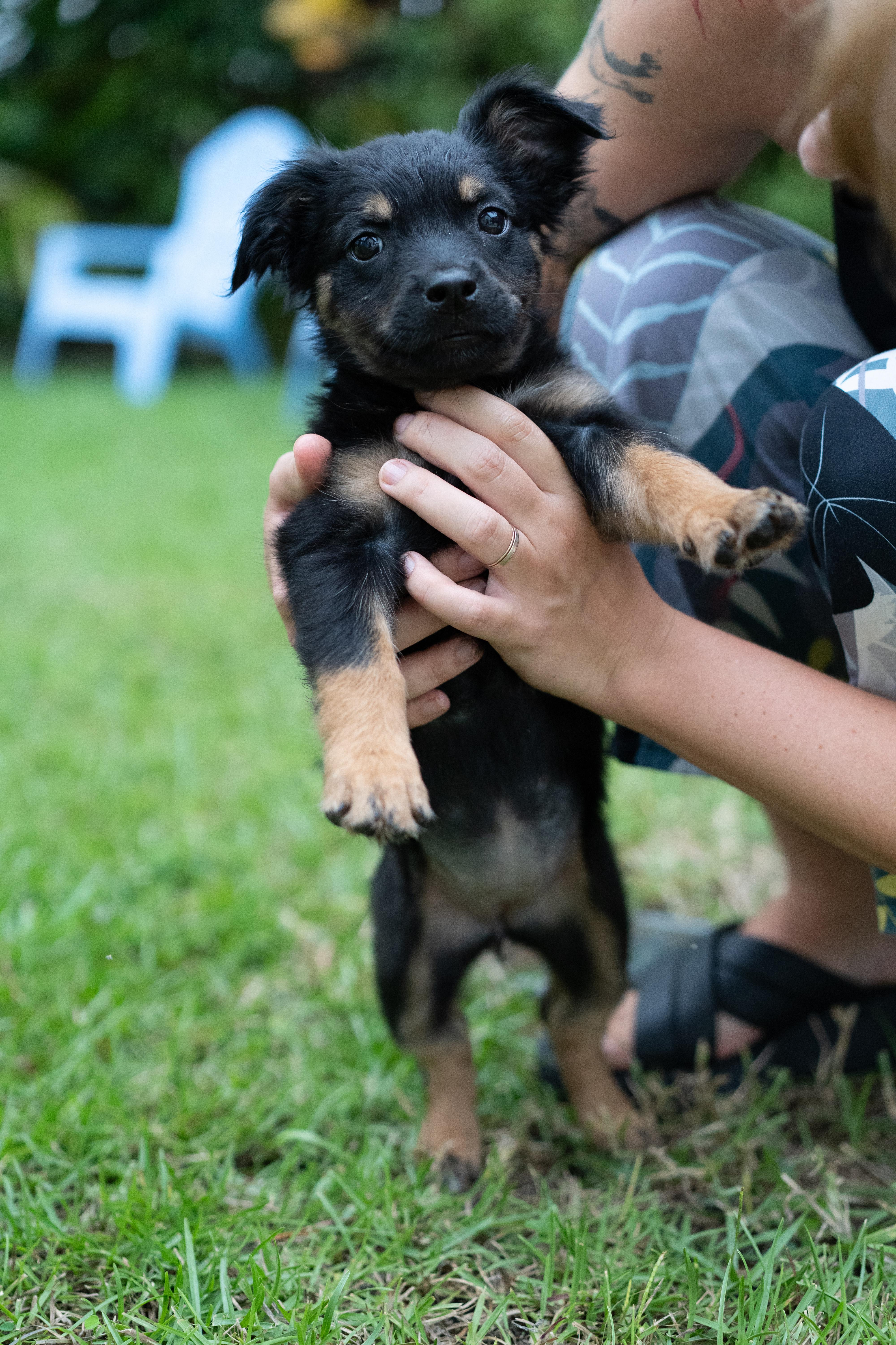Enlarge Shania, a Adopted mixed breed in Miramar, FL image 2/2